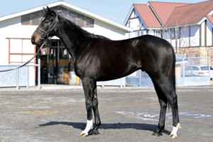 ［POG2021-2022］注目馬紹介～一口クラブ・ローレルレーシング編～