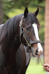 ［種牡馬・血統紹介］奇跡を繋いだ馬、イスラボニータ