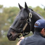 ［種牡馬・血統紹介］個性派の名マイラー、ロゴタイプ