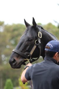 ［種牡馬・血統紹介］個性派の名マイラー、ロゴタイプ