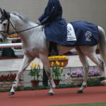 ［写真］新入りに超大型…観戦時には注目して欲しい、阪神競馬場の誘導馬たち。