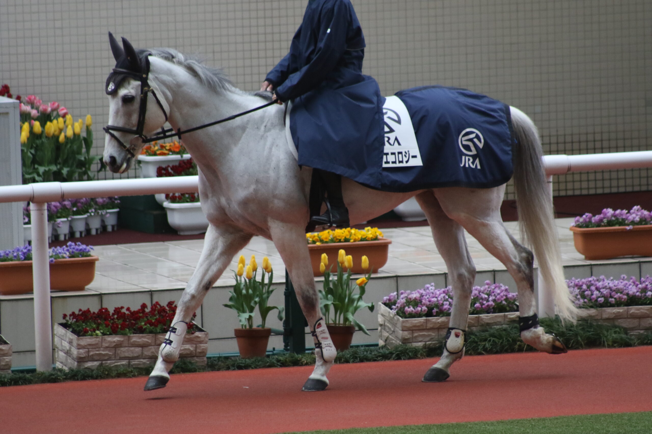 ［写真］新入りに超大型…観戦時には注目して欲しい、阪神競馬場の誘導馬たち。