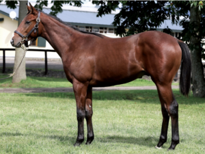 ［POG2021-2022］注目馬紹介～一口クラブ・広尾サラブレッド倶楽部編～