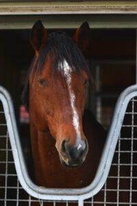 新設重賞の初代王者が、世界へ羽ばたいた！ - 2009年レパードS・トランセンド