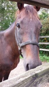 トウショウオリオンへ -  虹の橋の向こうへの手紙