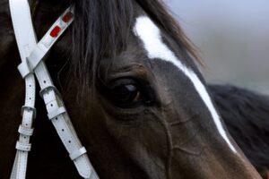 穏やかな名牝ラインクラフトへ -夭逝した彼女と、対照的な2頭のライバルたち