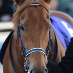 ［Rewind the race］両道特急～2014年・レパードステークス～