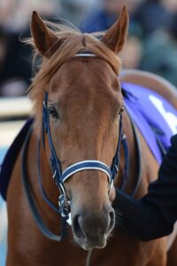 ［Rewind the race］両道特急～2014年・レパードステークス～