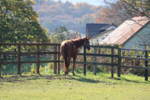 京成杯AHでマイルの世界レコードを叩き出した快速馬、レオアクティブ。その故郷を訪れて感じた競走馬の愛し方。