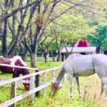 ［インタビュー］160万円もの売り上げ減少も…岩手『馬っこパーク・いわて』山手理事長の語る想い。