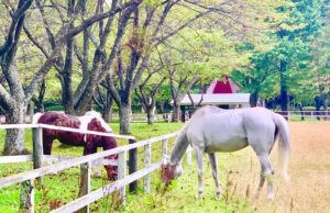 ［インタビュー］160万円もの売り上げ減少も…岩手『馬っこパーク・いわて』山手理事長の語る想い。