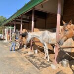 ［インタビュー］ホースセラピーの現場で起こった、奇跡のような出来事とは。