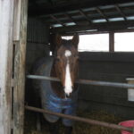 ［毎日王冠］ここに、我あり - 2004年毎日王冠・テレグノシス