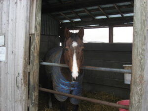 ［毎日王冠］ここに、我あり - 2004年毎日王冠・テレグノシス