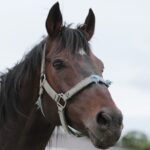 ［連載・クワイトファインプロジェクト］第53回 生産頭数増、セリ売却率減、個人オーナー多難の時代へ