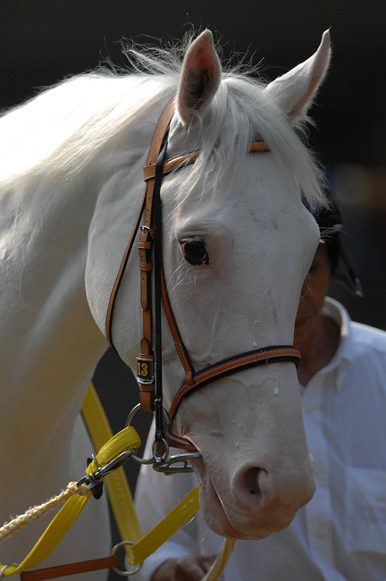 白い"奇跡の馬"が復活した日 - 2009年クイーン賞・ユキチャン