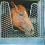 アグネスデジタルは、何故挑戦し、勝つ事が出来たのか…。稀代の「二刀流」馬を支えた底力を考える。