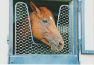 アグネスデジタルは、何故挑戦し、勝つ事が出来たのか…。稀代の「二刀流」馬を支えた底力を考える。