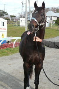 ［連載・クワイトファインプロジェクト］第3回　改めて振り返ってみる、野武士・トウカイポイントの足跡