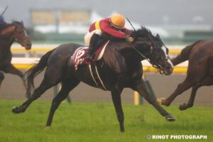 名優の血が二度の坂越えで覚醒 - 2015年アルゼンチン共和国杯・ゴールドアクター