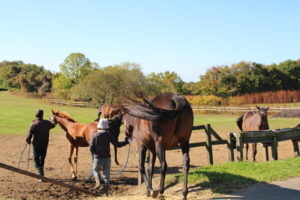 ［連載・馬主は語る］ピボット（シーズン1-17）