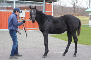 コントレイルは種牡馬としても飛び立てるのか?