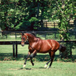 ［インタビュー］馬産地フォトグラファーのレジェンド、内藤律子さんが出会った名馬たち