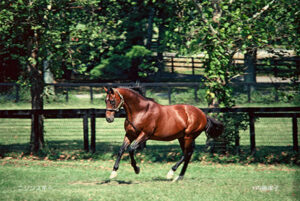 ［インタビュー］馬産地フォトグラファーのレジェンド、内藤律子さんが出会った名馬たち