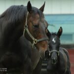 ［インタビュー］馬産地フォトグラファーのレジェンド、内藤律子さんが抱く馬産地への想い。