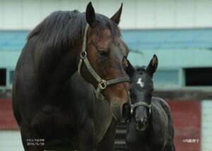 ［インタビュー］馬産地フォトグラファーのレジェンド、内藤律子さんが抱く馬産地への想い。