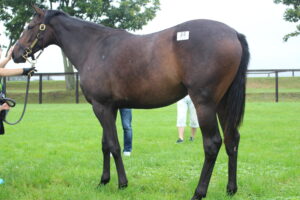 ［連載・馬主は語る］裏腹な気持ち（シーズン1-22）