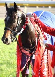 「推しの推し」は半分愛馬! デビューから追いかけてきたゴールスキーがダート転向後7歳で重賞初勝利をあげた思い出。