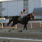 金沢経由、川崎行き。金沢競馬ファンが見た、第65回川崎記念を振り返る。