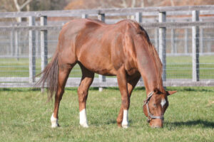 生粋のチャレンジャー、アグネスデジタル。忘れられない"不思議な馬体"。