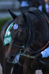 ペルシアンナイト〜剣を教鞭に持ち替えて、騎士は再び前を向く〜