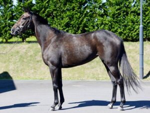 ［連載・クワイトファインプロジェクト］第7回 ギンザグリングラス産駒が中央競馬に登録される歴史的意義