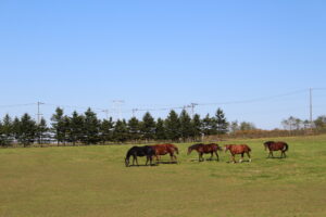 ［連載・馬主は語る］すべてのサラブレッドは素晴らしい（シーズン1 最終話）