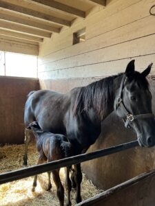 ［連載・クワイトファインプロジェクト］特別編2　バトルクウの2022が誕生