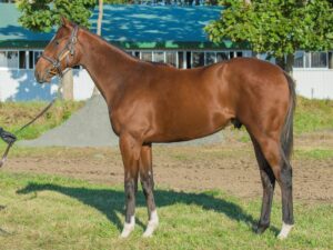 ［POG2022-2023］注目馬紹介～一口クラブ・YGGホースクラブ編～