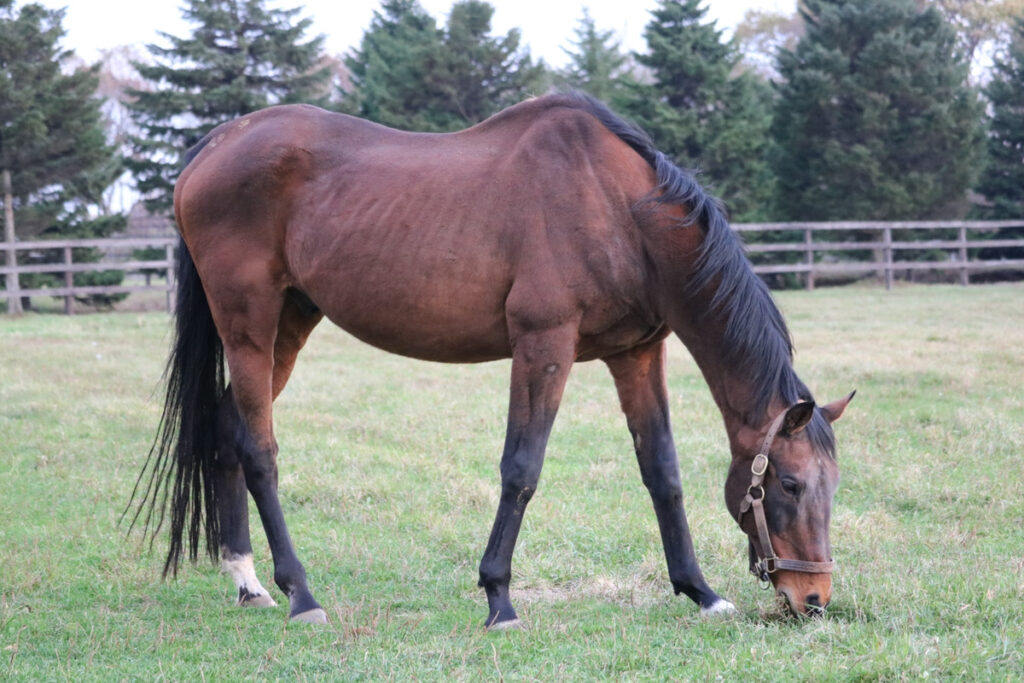 ウイニングチケット〜すべては、この熱き日のために〜 - 競馬コラム