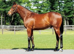 ［POG2022-2023］注目馬紹介～一口クラブ・シルクレーシング編～