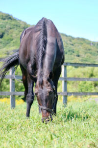 ウイニングチケット〜すべては、この熱き日のために〜