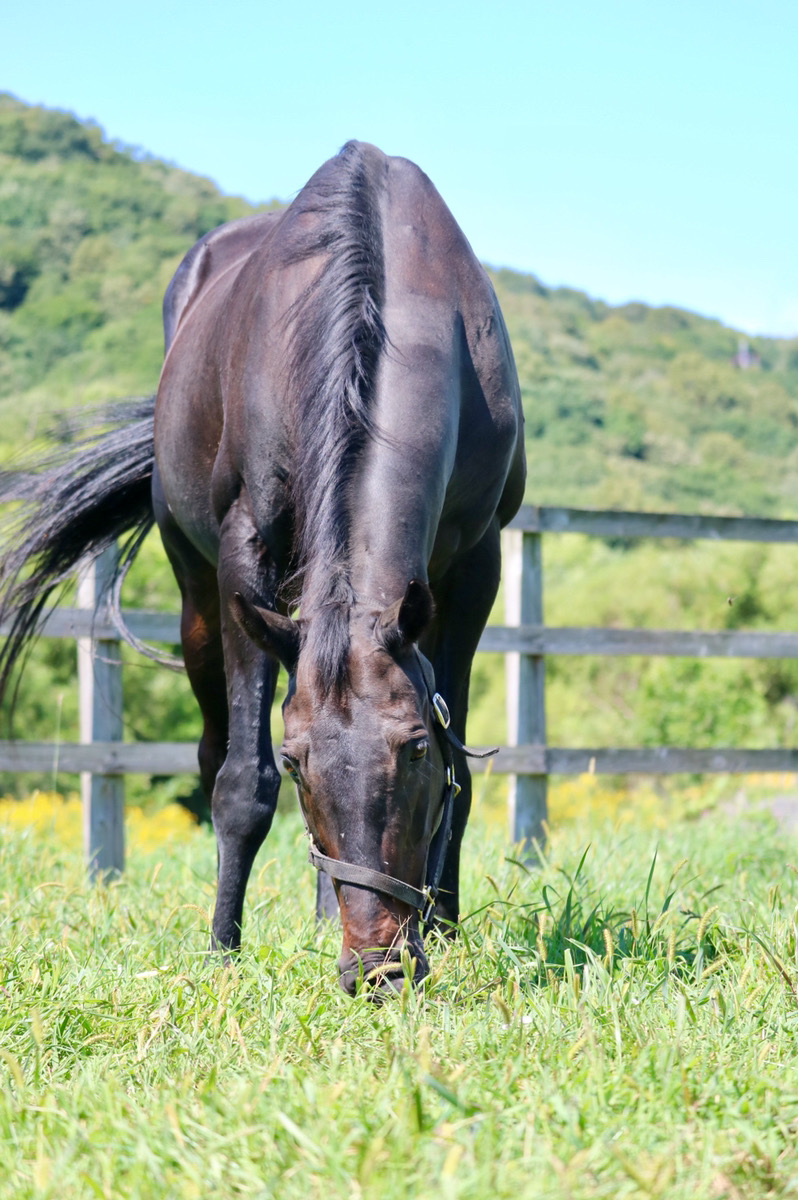 ウイニングチケット〜すべては、この熱き日のために〜 - 競馬コラム