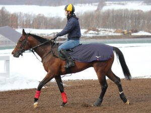 horsePhoto-6-300x225.jpg