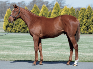 ［POG2022-2023］注目馬紹介～一口クラブ・サンデーレーシング編～