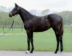 ［POG2022-2023］注目馬紹介～一口クラブ・東京サラブレッドクラブ編～