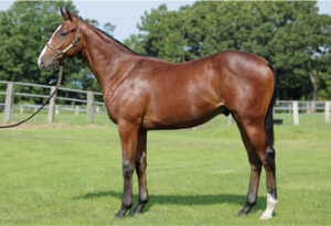 ［POG2022-2023］注目馬紹介～一口クラブ・ノルマンディーOC編～