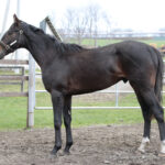 ［POG2022-2023］注目馬紹介～一口クラブ・ウインレーシング編～