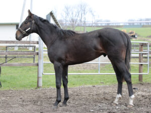 ［POG2022-2023］注目馬紹介～一口クラブ・ウインレーシング編～