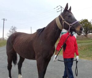 ［連載・クワイトファインプロジェクト］第13回 「華麗なる一族」に復活の時は来るのか